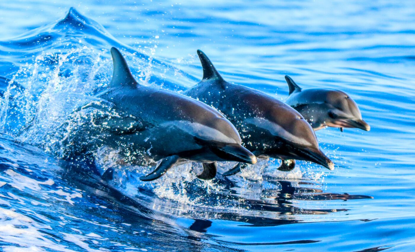 Organizations are rallying together to support the ocean decade