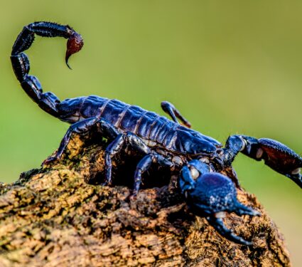 Scorpion.jpg