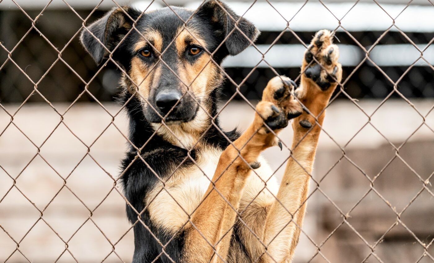 Shelter dogs have high levels of stress