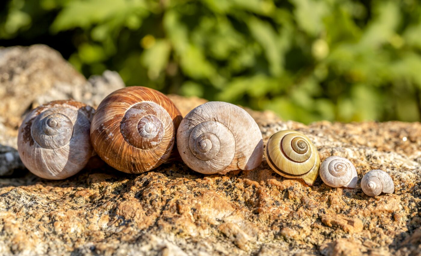 Mollusk shells reveal new clues about past climate change