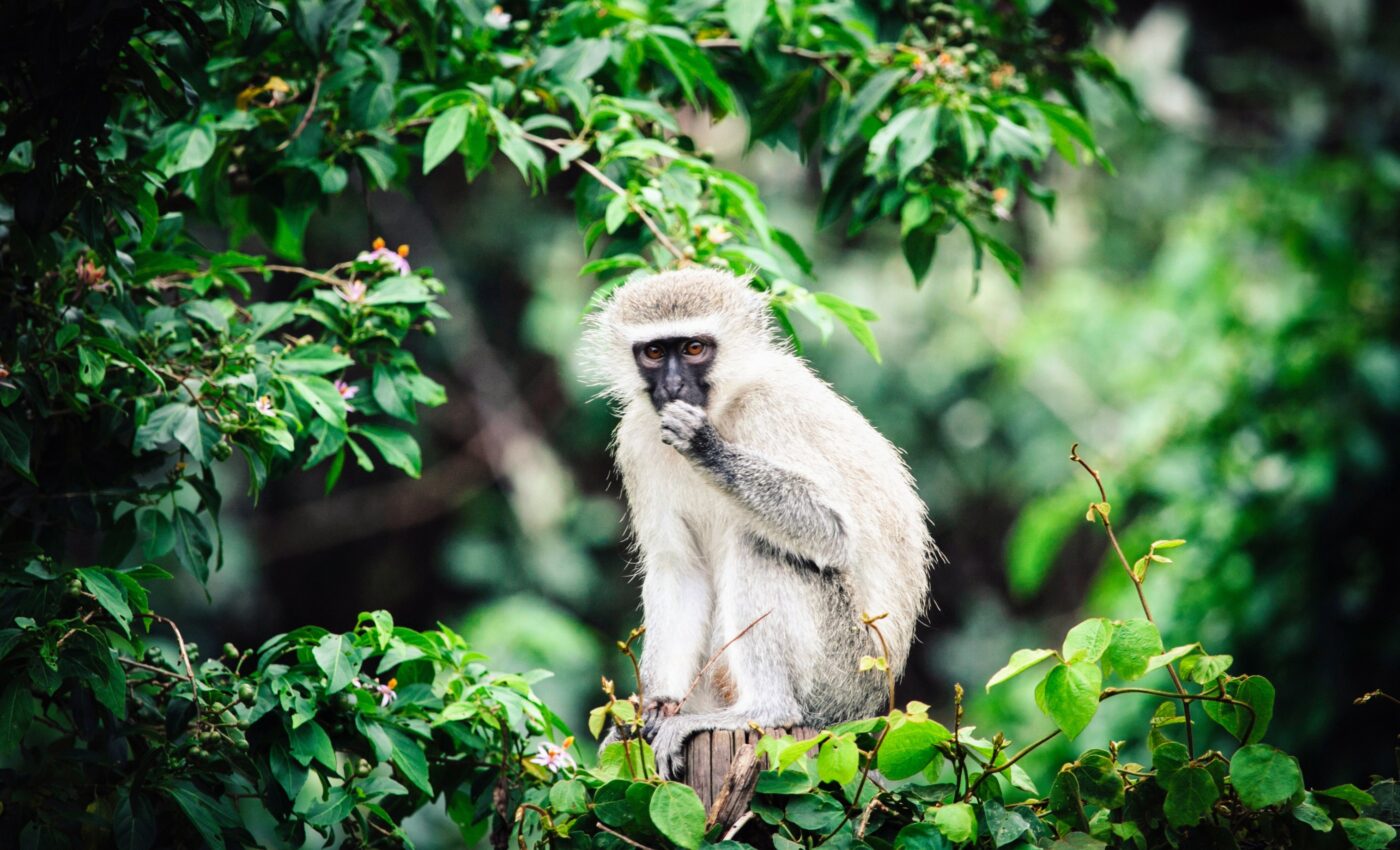 Vervet monkeys use a clever strategy to outsmart their rivals