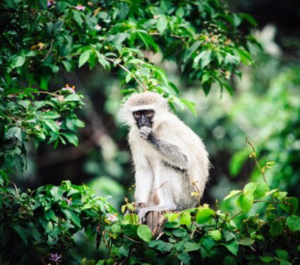 Vervet-monkey.jpg