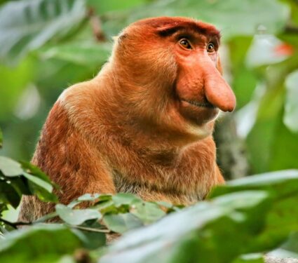 Proboscis-monkeys.jpg