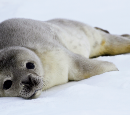 2022/04/Seal-pup.png