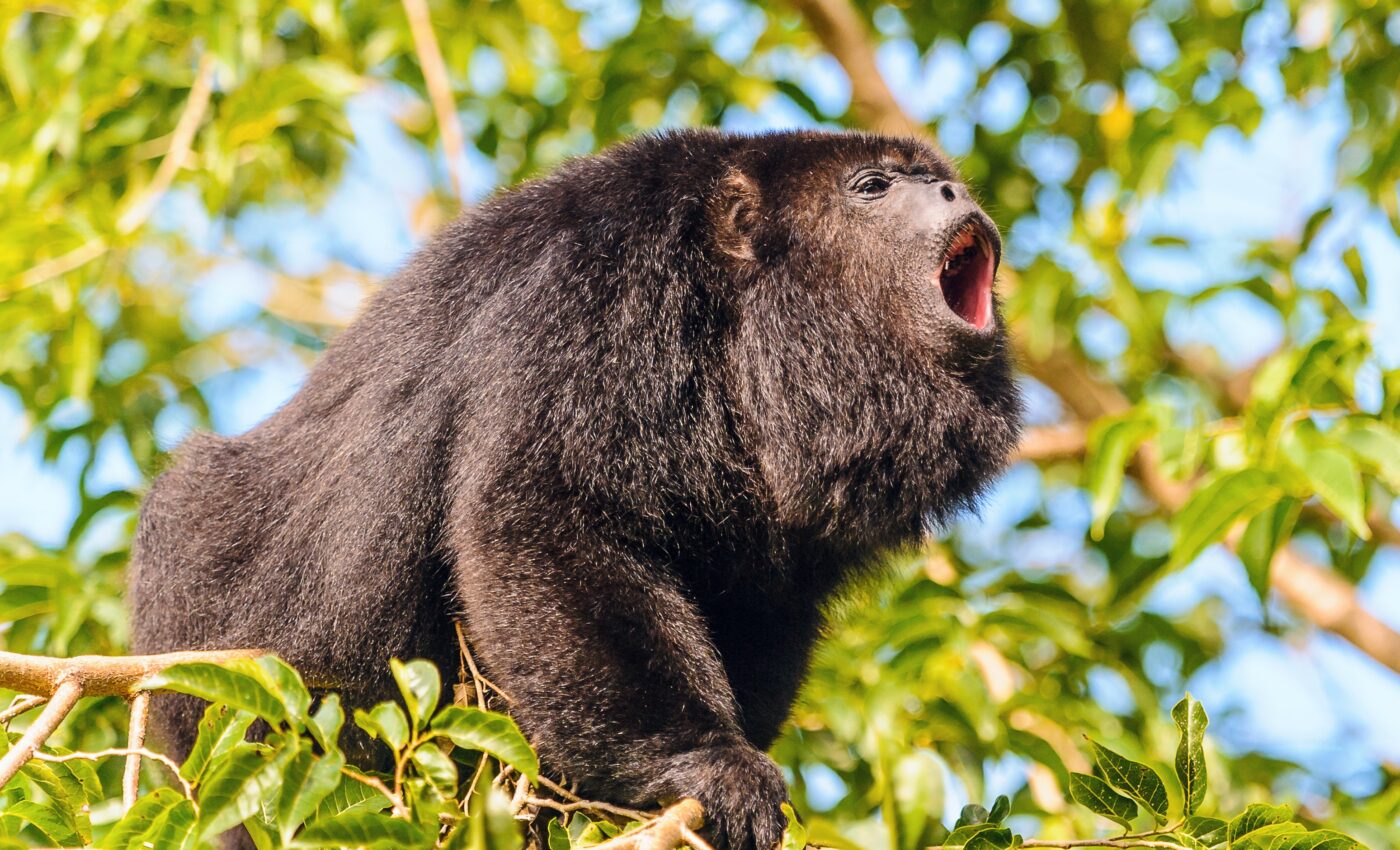 Animals needed for seed dispersal are the first victims of deforestation