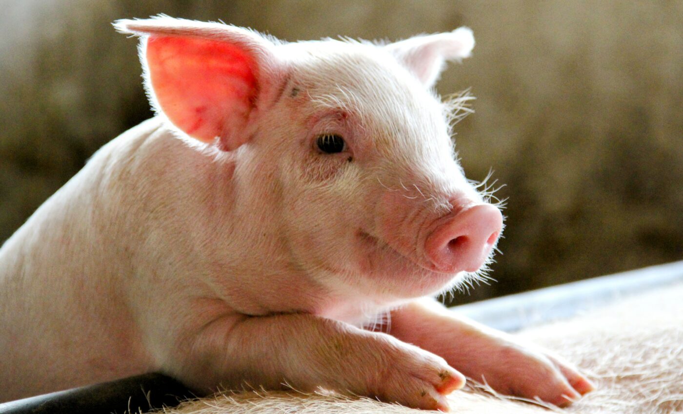 Pigs and humans are sharing antibiotic-resistance genes