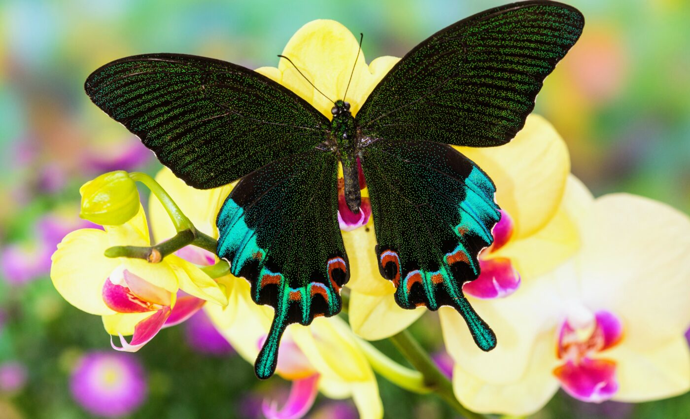 Endangered insects are easy to purchase illegally online