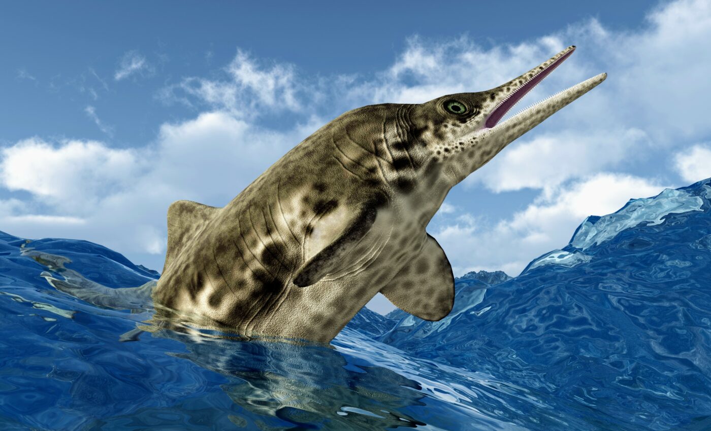 Massive marine ichthyosaur fossils found high in the Alps