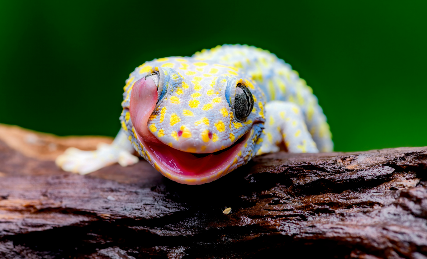 One in five reptiles is currently at risk of extinction