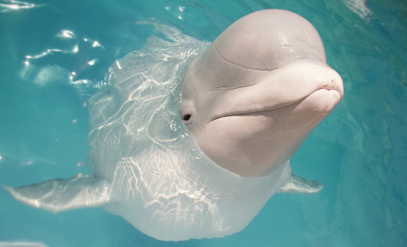 Competition to track belugas may ultimately help save them