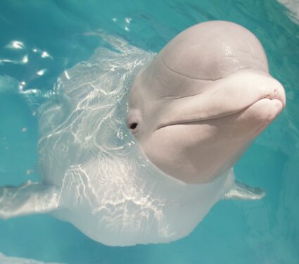 Beluga.jpg