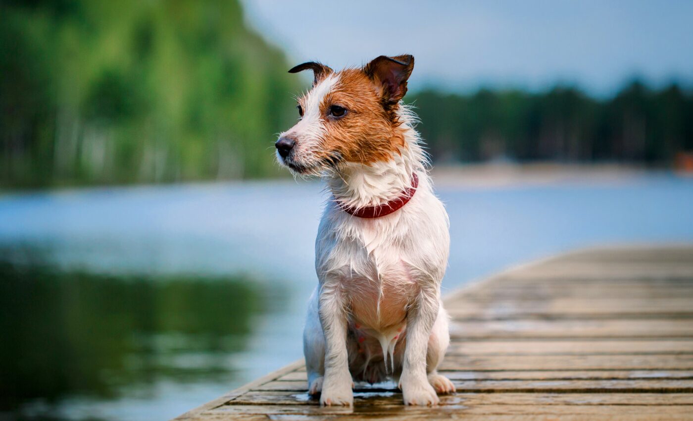 Jack Russell terriers live the longest lives of UK dogs