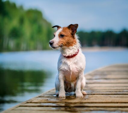 Jack-Russell-Terriers.jpg