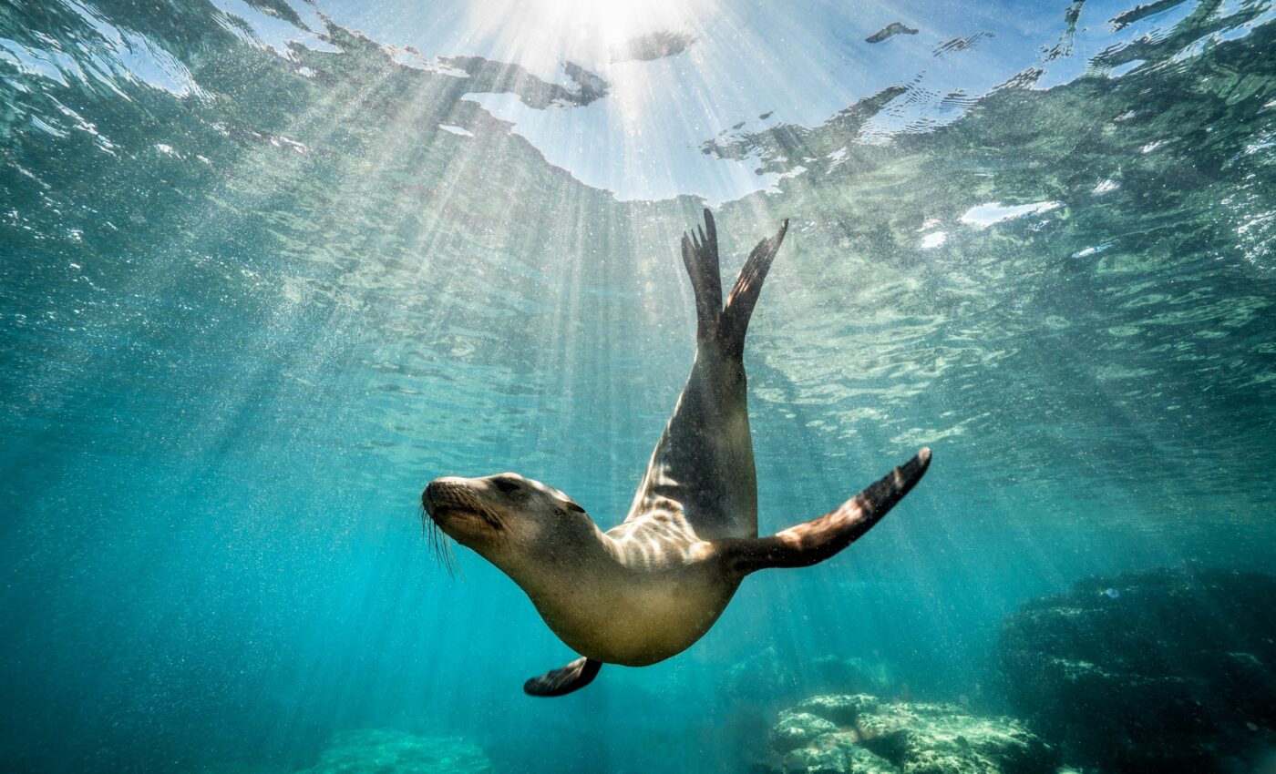 Earth’s oceans are on track for a catastrophic extinction event