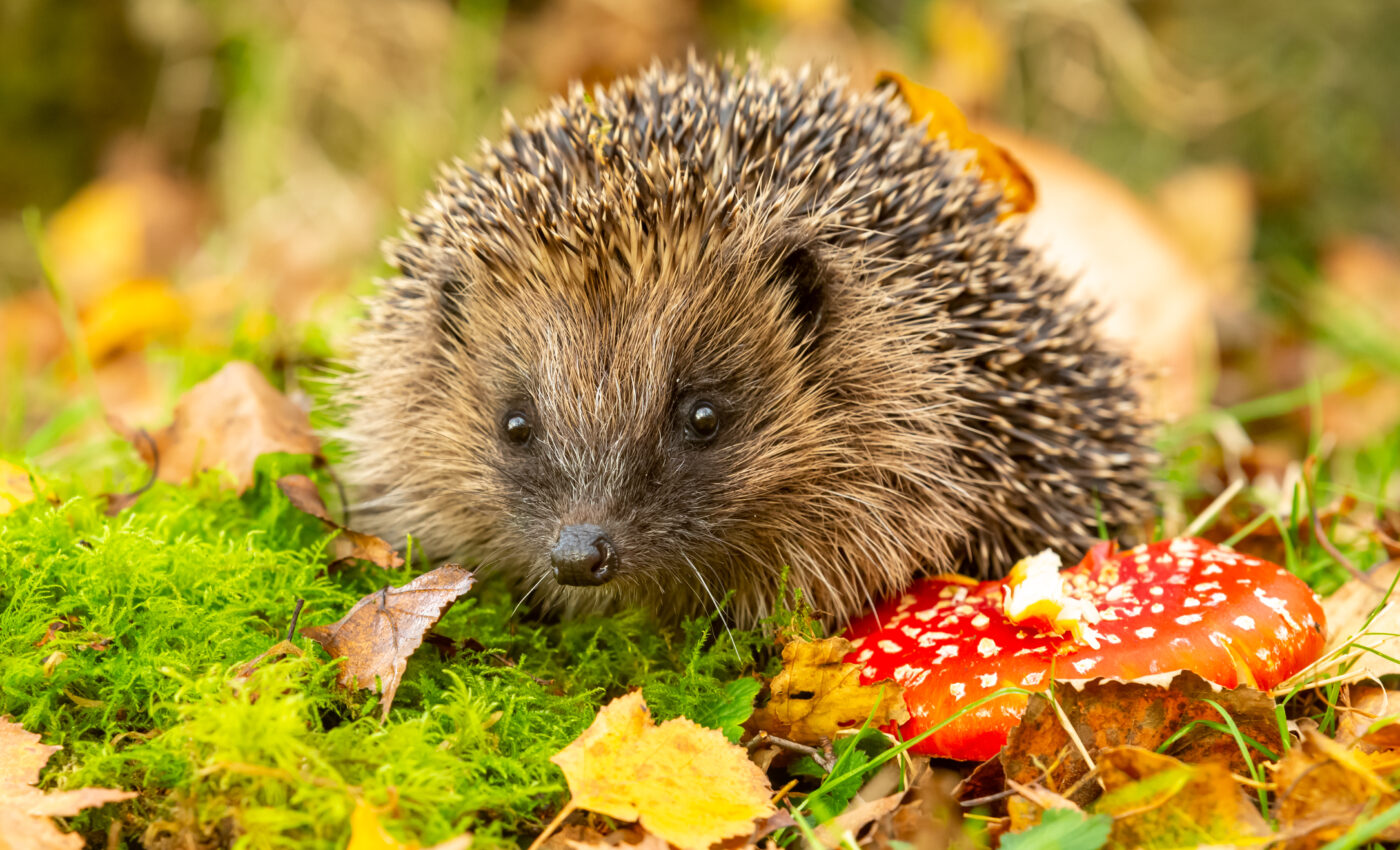 Humans spread antimicrobial resistant bacteria to urban wildlife