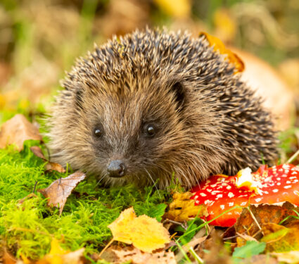 Hedgehog,,(scientific,Name:,Erinaceus,Europaeus),Wild,,Native,,European,Hedgehog,With