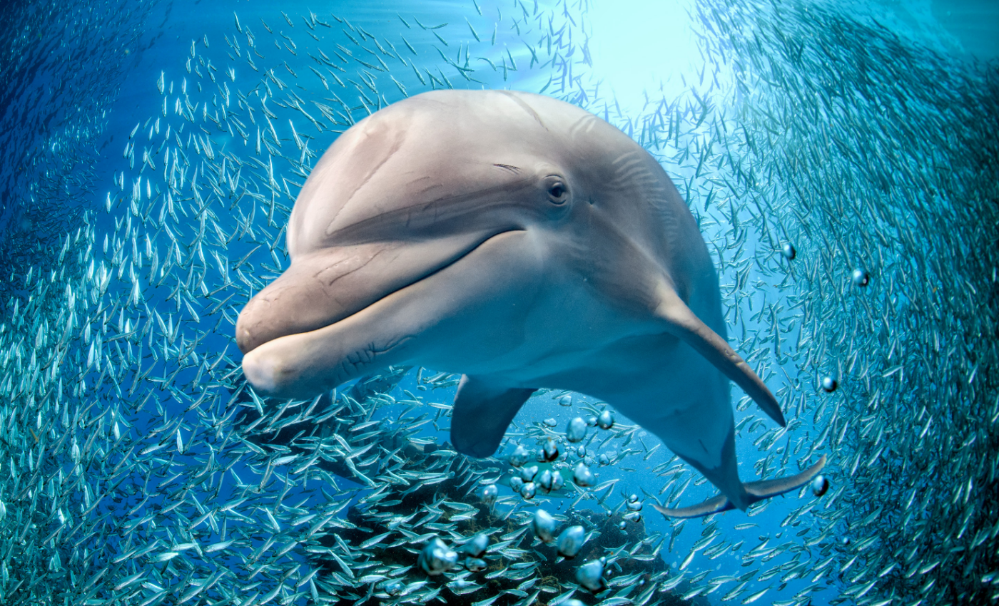 Dolphin bycatch from fishing activities is unsustainable