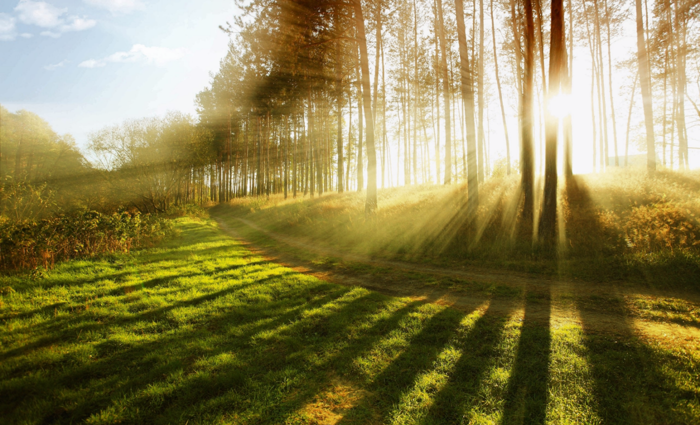 Arbor Day celebrates its 150th birthday in the United States
