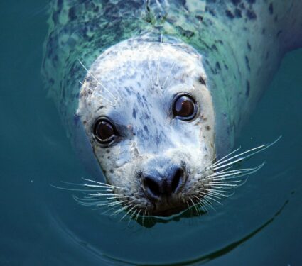 Harbor-seals.jpg