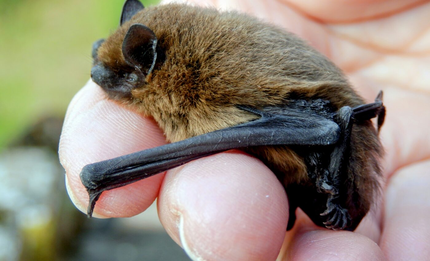 A tiny bat has set a surprising new flight record
