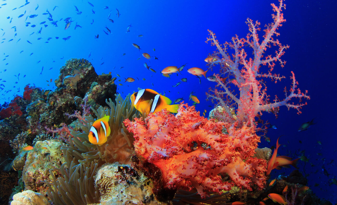 Experts map coral reefs before and after marine heat wave