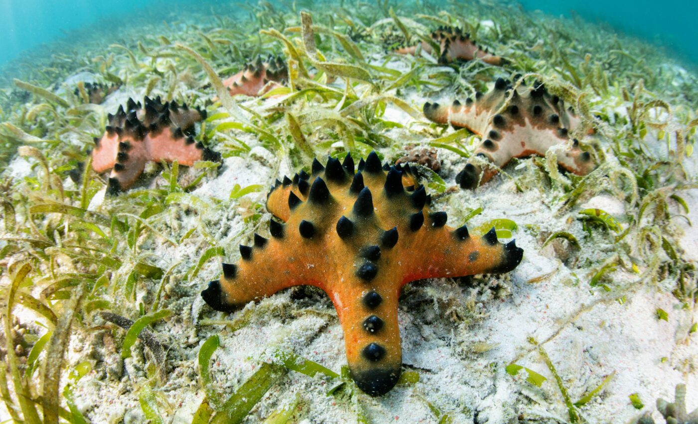 Massive amounts of sugar found under seagrass meadows