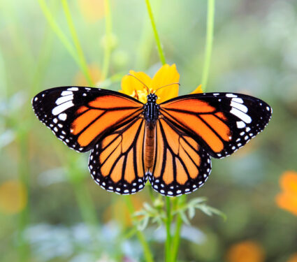 Orange,Butterfly,On,Orange,Cosmos,Flowers