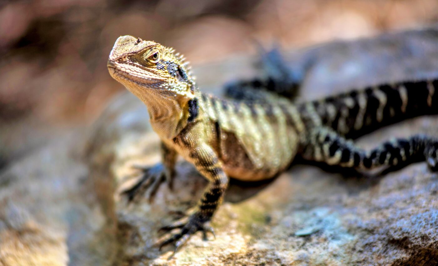 Lizards and other squamates rapidly diversified during the Jurassic