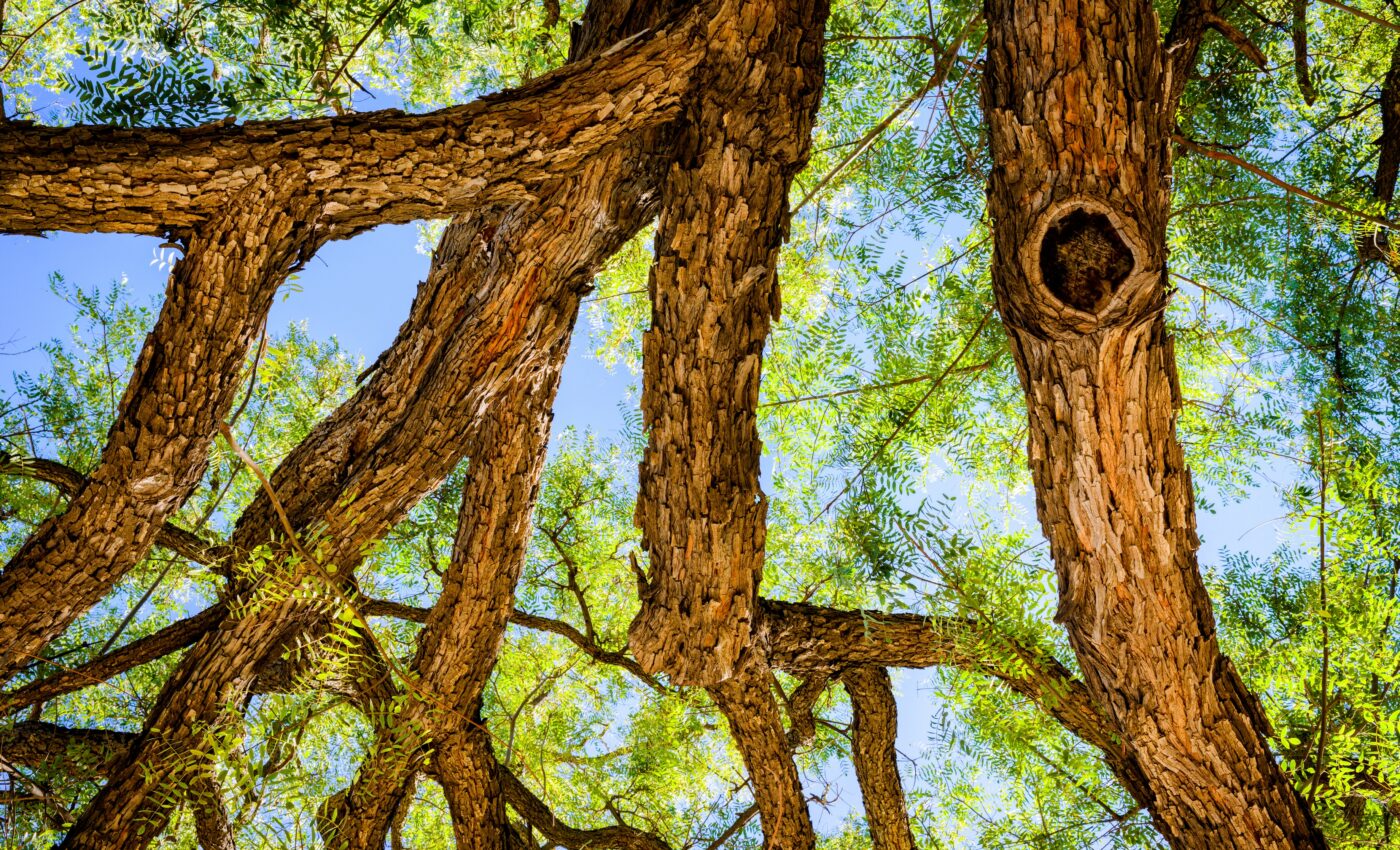 Rosewood trees in Southeast Asia face the risk of extinction