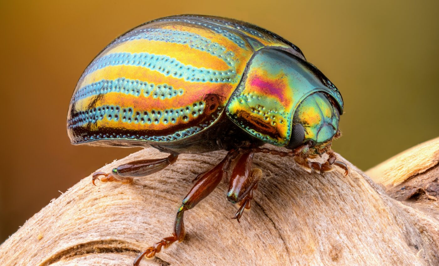 How iridescent colors protect animals from predators