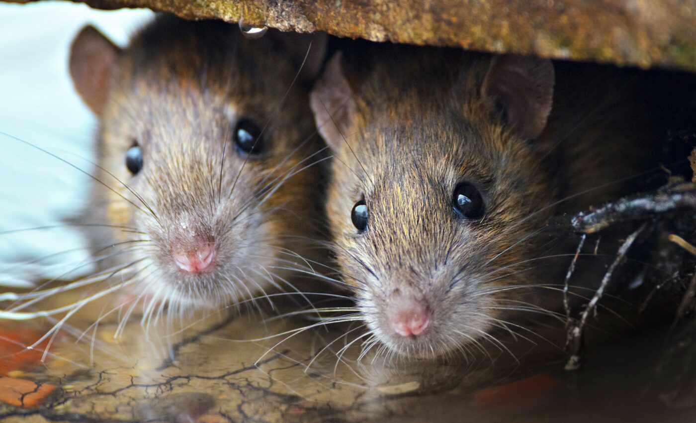City rats do not harbor more diseases than their country cousins