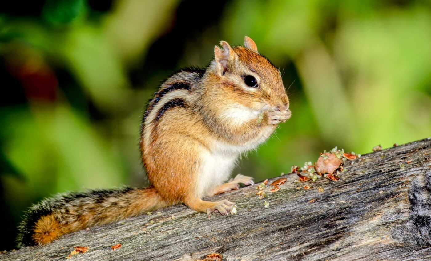 Animals combine different strategies to survive the cold