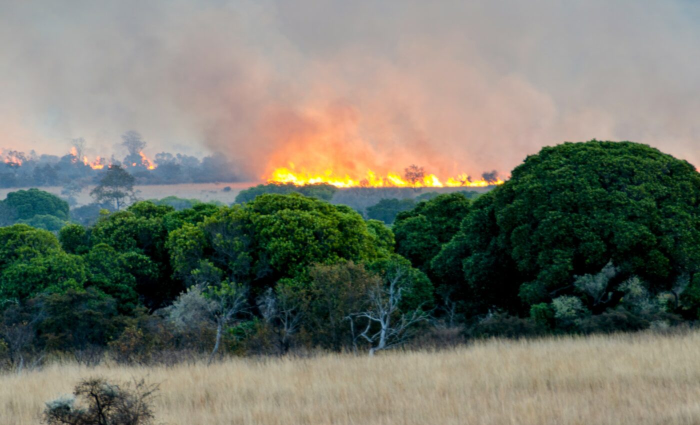 Fire activity spiked in protected areas during COVID lockdowns