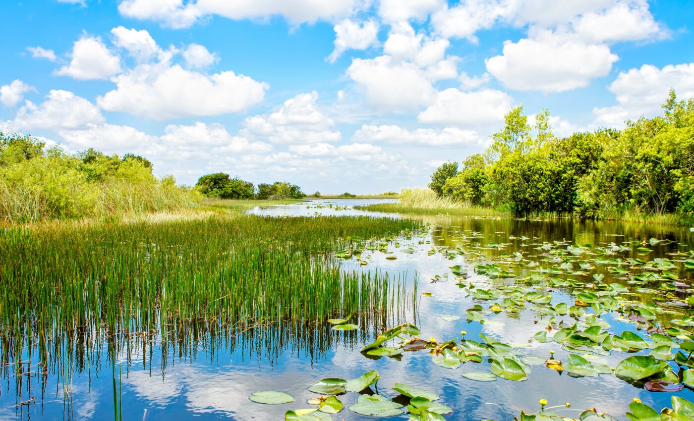 Wetlands are powerful weapons in the fight against global warming