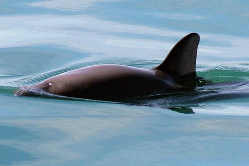 Vaquita porpoises may have a good chance at recovery