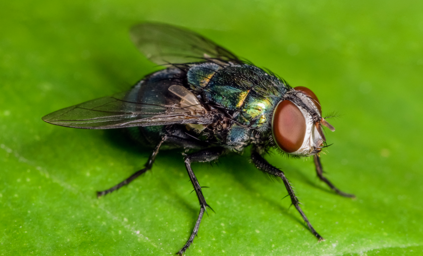 Scientists have found a "terrifying" decline in flying insects