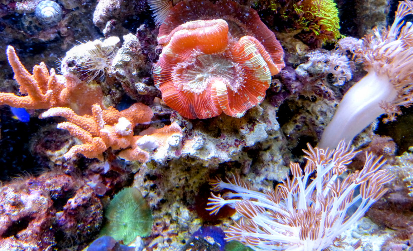 Baby corals do not have more disease resistance