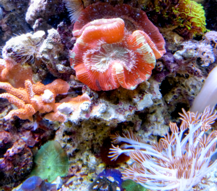 2022/05/Baby-corals.png