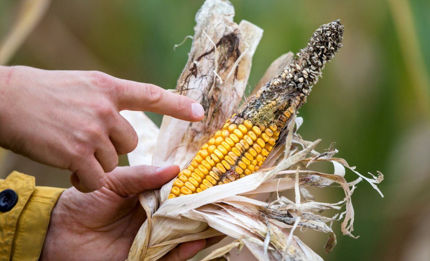 Climate change increases the risk of aflatoxin contamination