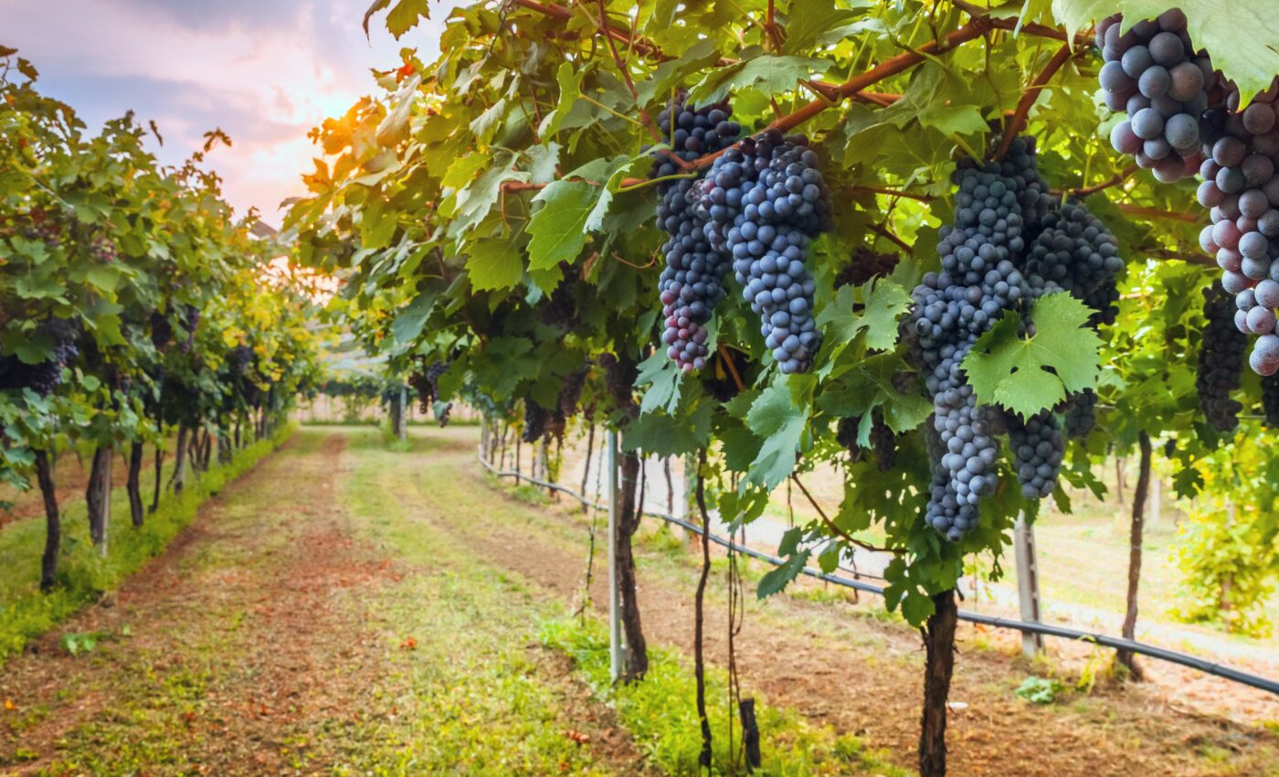 Grapevine killer controlled through gene editing strategy