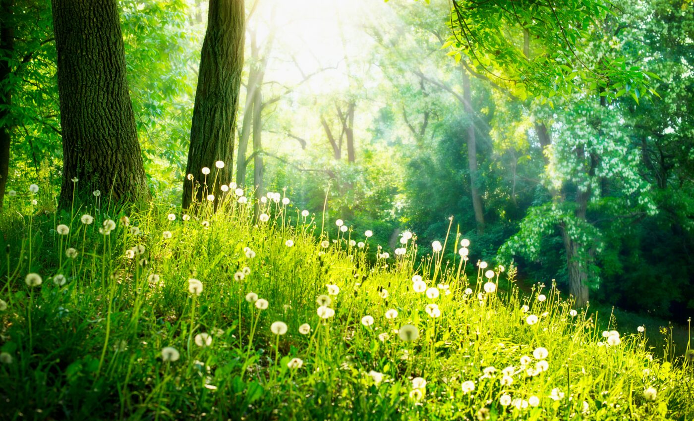 Forested areas may help protect pollinators in a warming climate