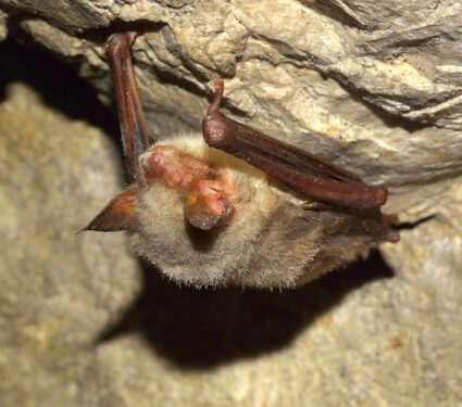 greater-mouse-eared-bat.jpg