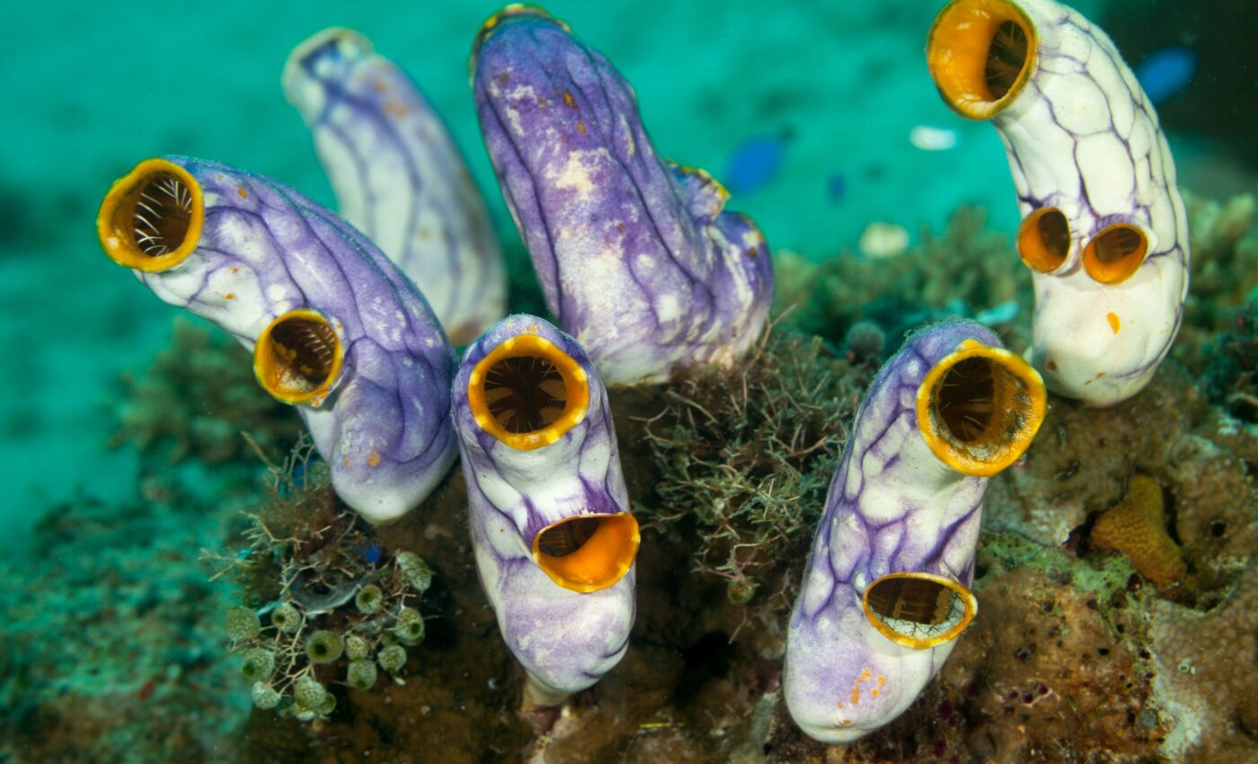 Eating sea squirts may reverse aging processes
