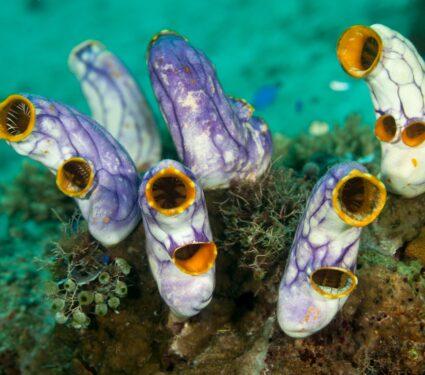 Sea-squirts.jpg