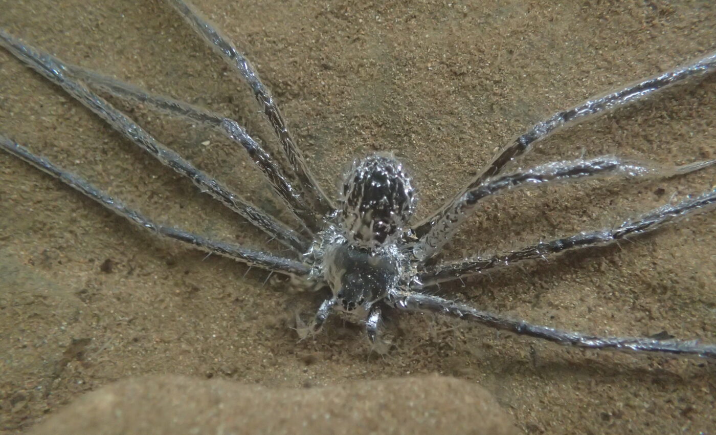 Tropical spider can hide underwater for 30 minutes
