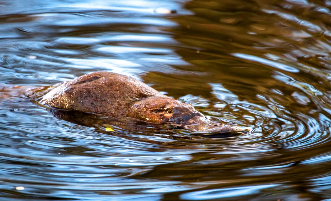 Unique museum collection of platypuses resurfaces after 150 years