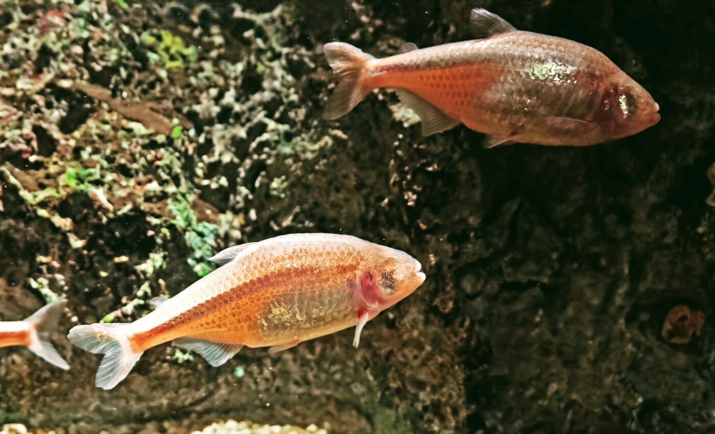 Cavefish may provide therapeutic insights for metabolic disorders