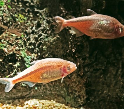 Cavefish.jpg