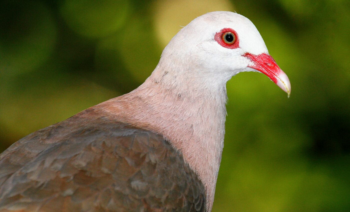 Pink pigeons need a "genetic rescue" to survive extinction