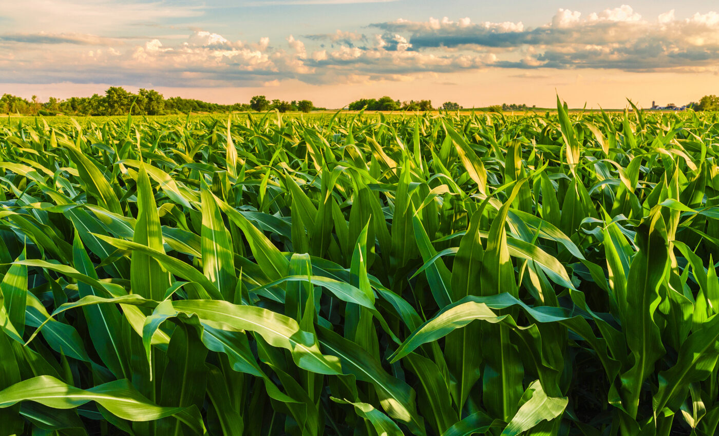 Study sheds new light on the origins of the first farmers